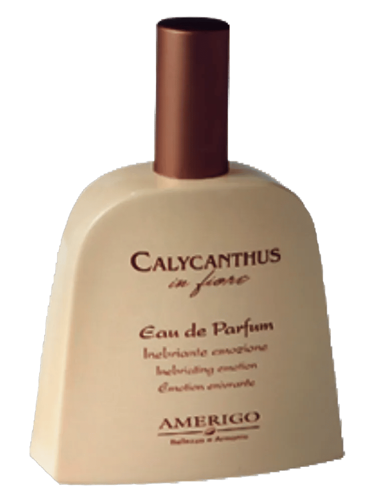 Calycanthus In Fiore by Amerigo