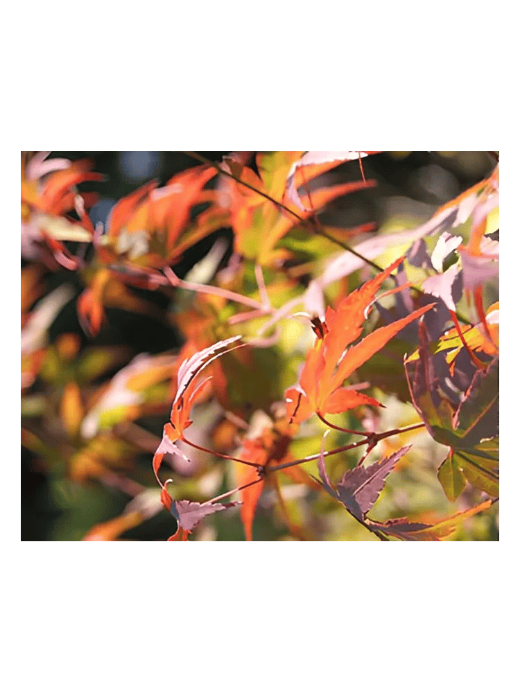 Autumn by Bud Parfums