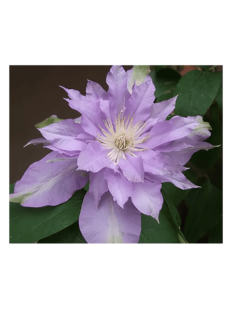 Fleur De Lilac by Bud Parfums