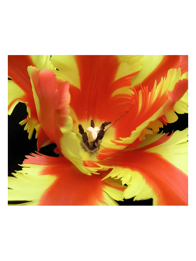Jezebel by Bud Parfums