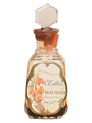 Oeillet by Gellé Frères