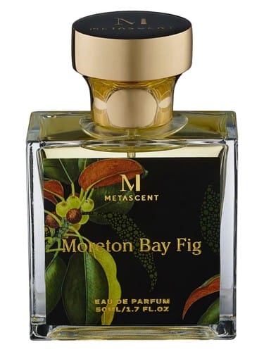 Moreton Bay Fig by Metascent