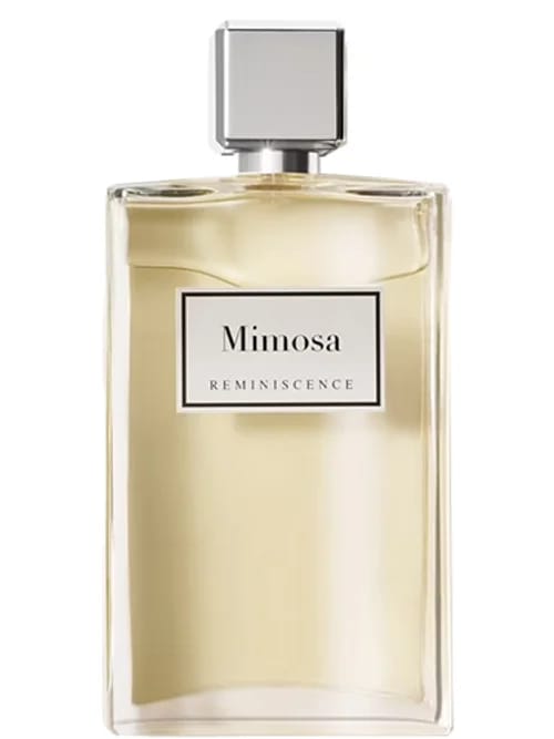 Mimosa by Reminiscence