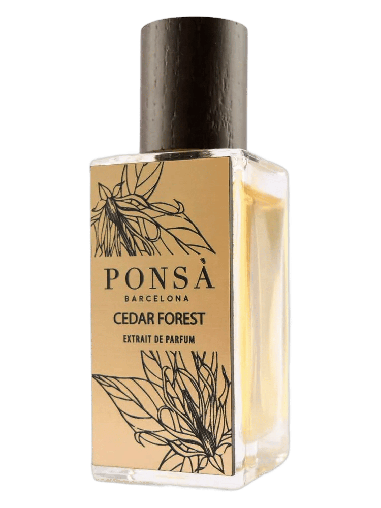 Cedar Forest by Ponsa