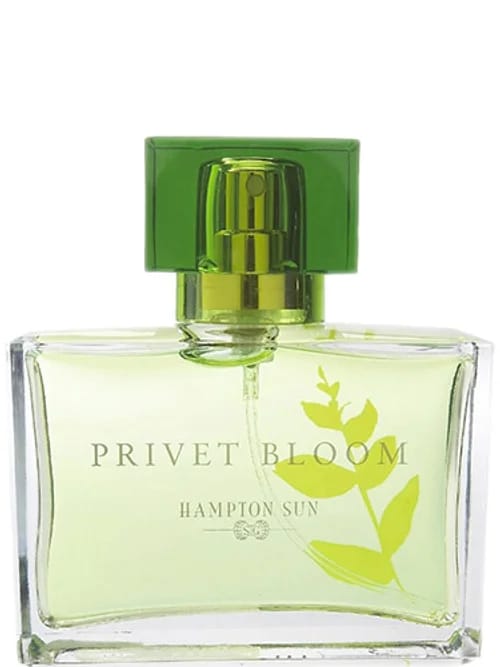 Privet Bloom by Hampton Sun