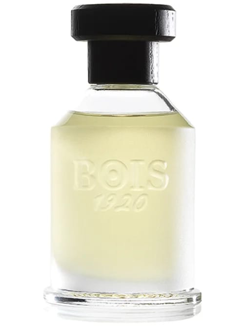 Rosa 23 by Bois 1920