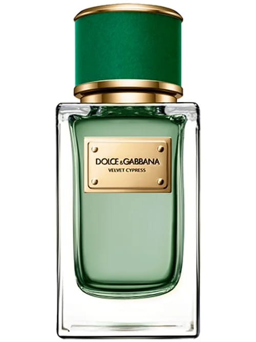 Velvet Cypress by Dolce & Gabbana