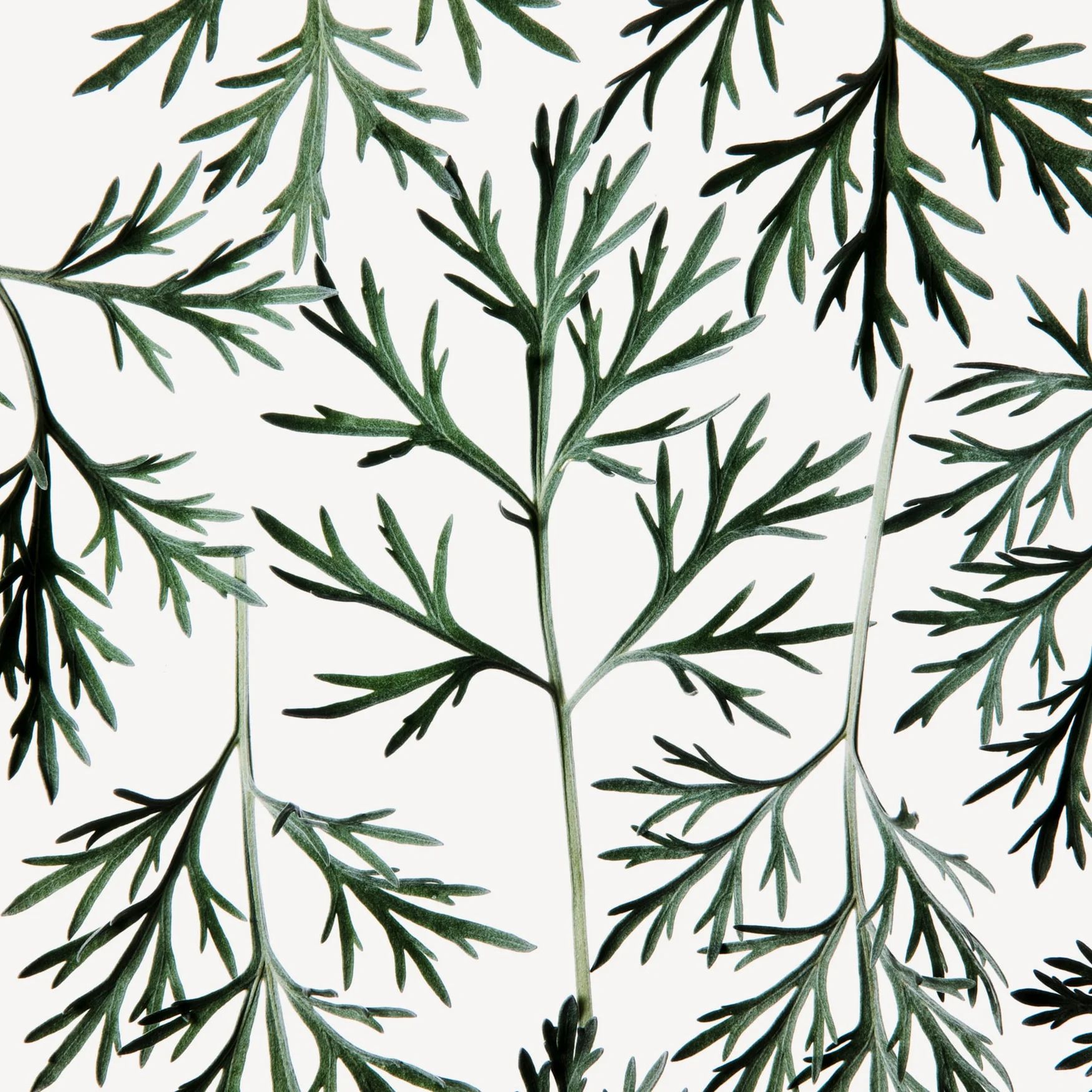 Artemisia