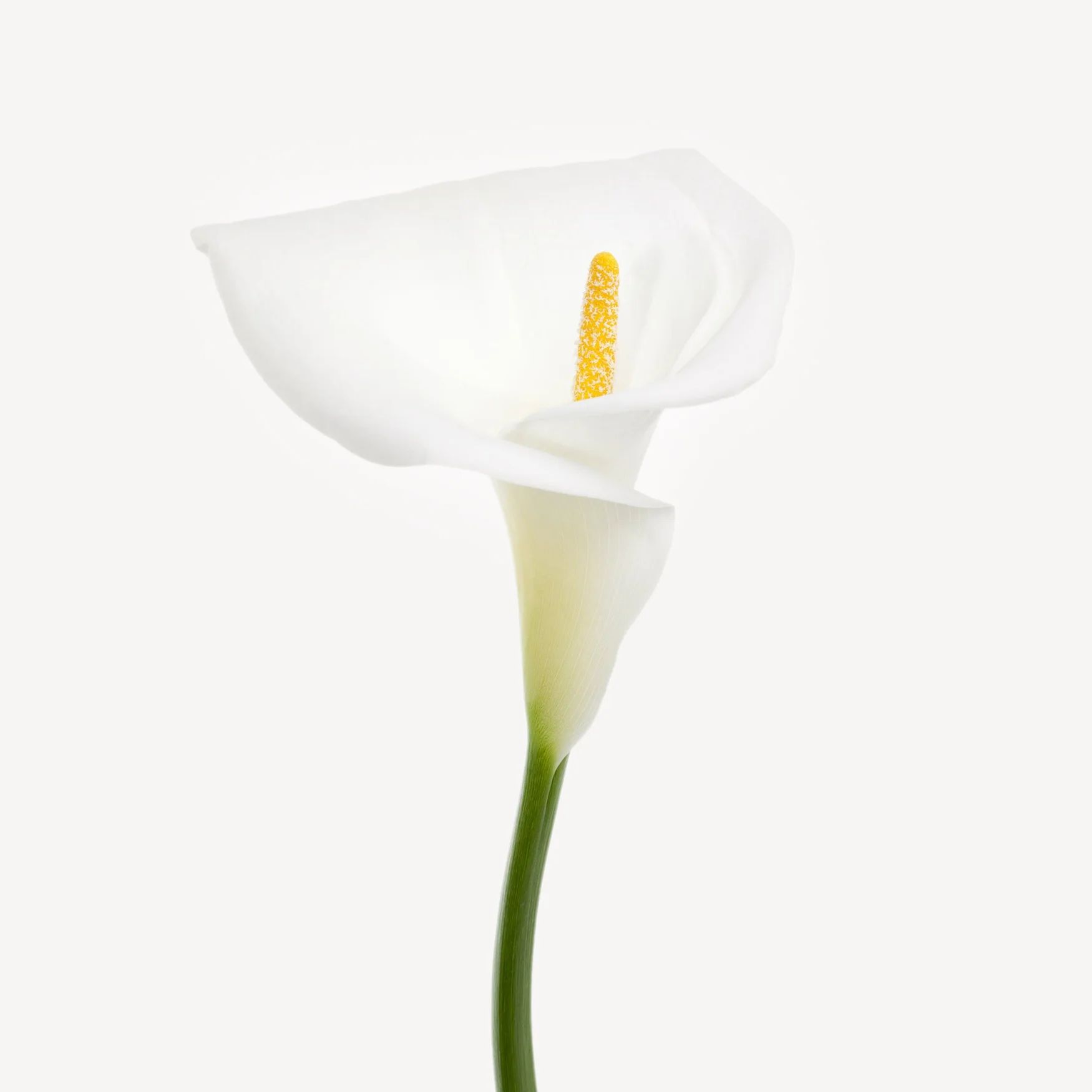 Arum Lily