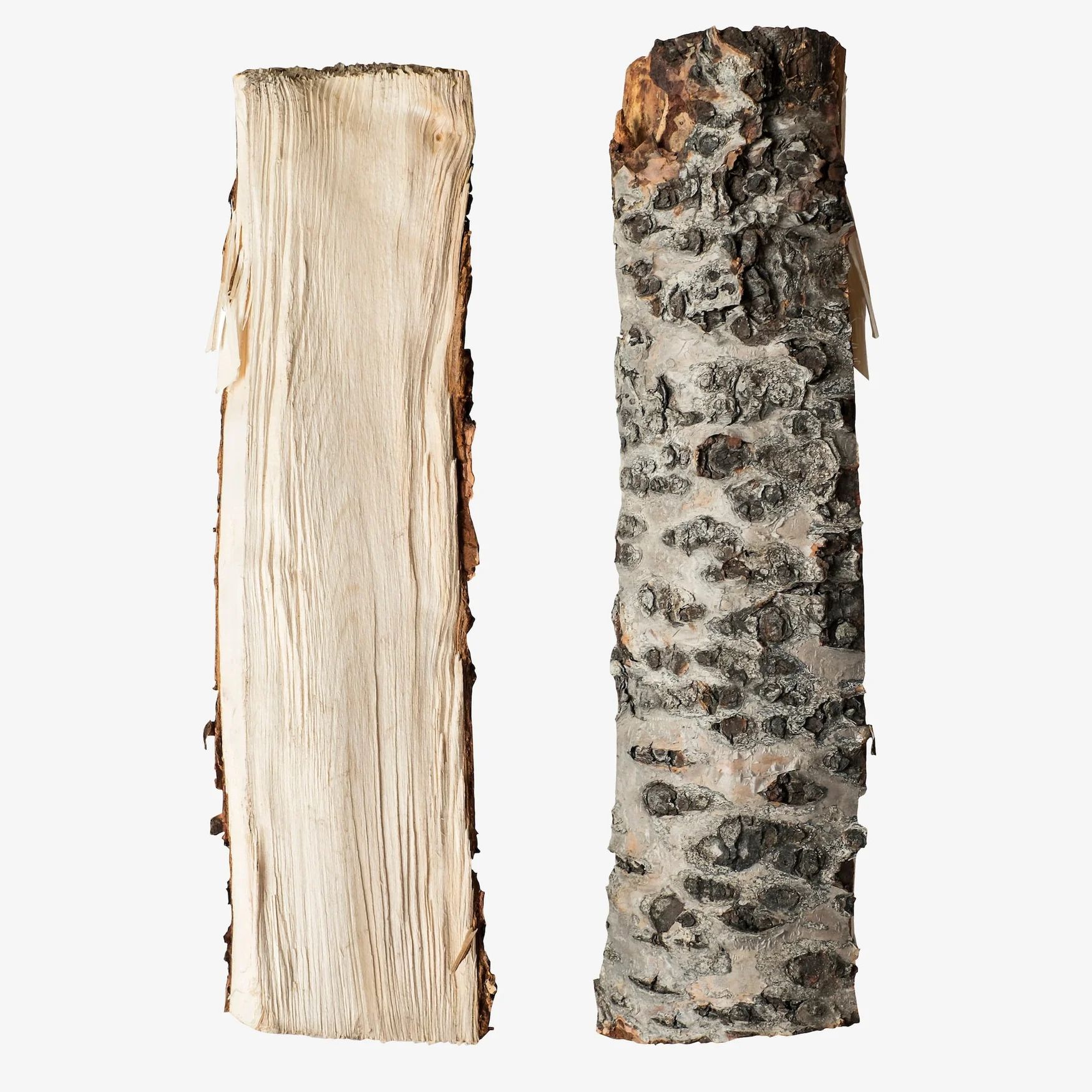 Birch