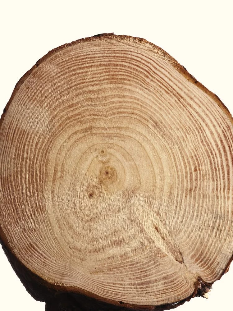 Cashmere Wood