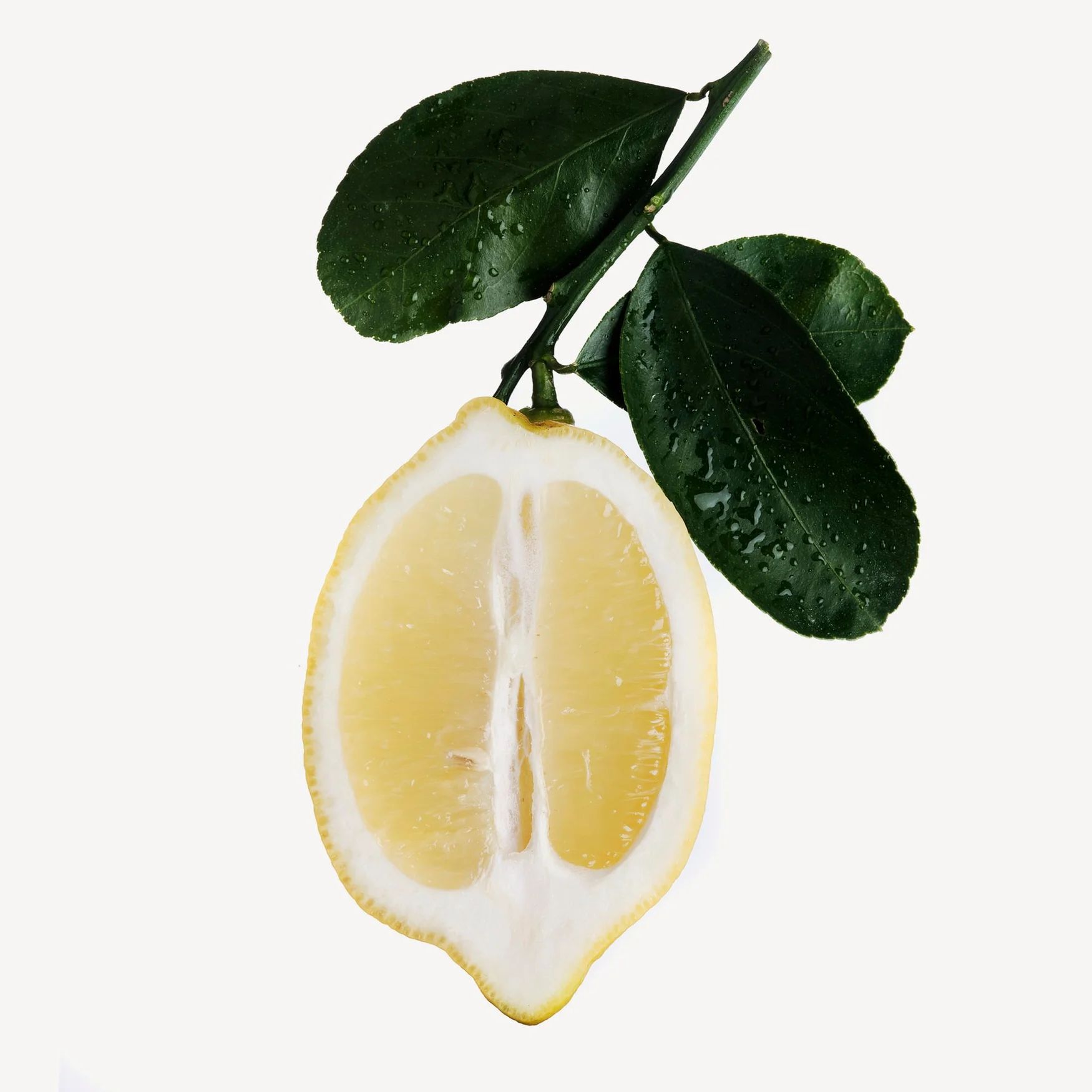 Citruses