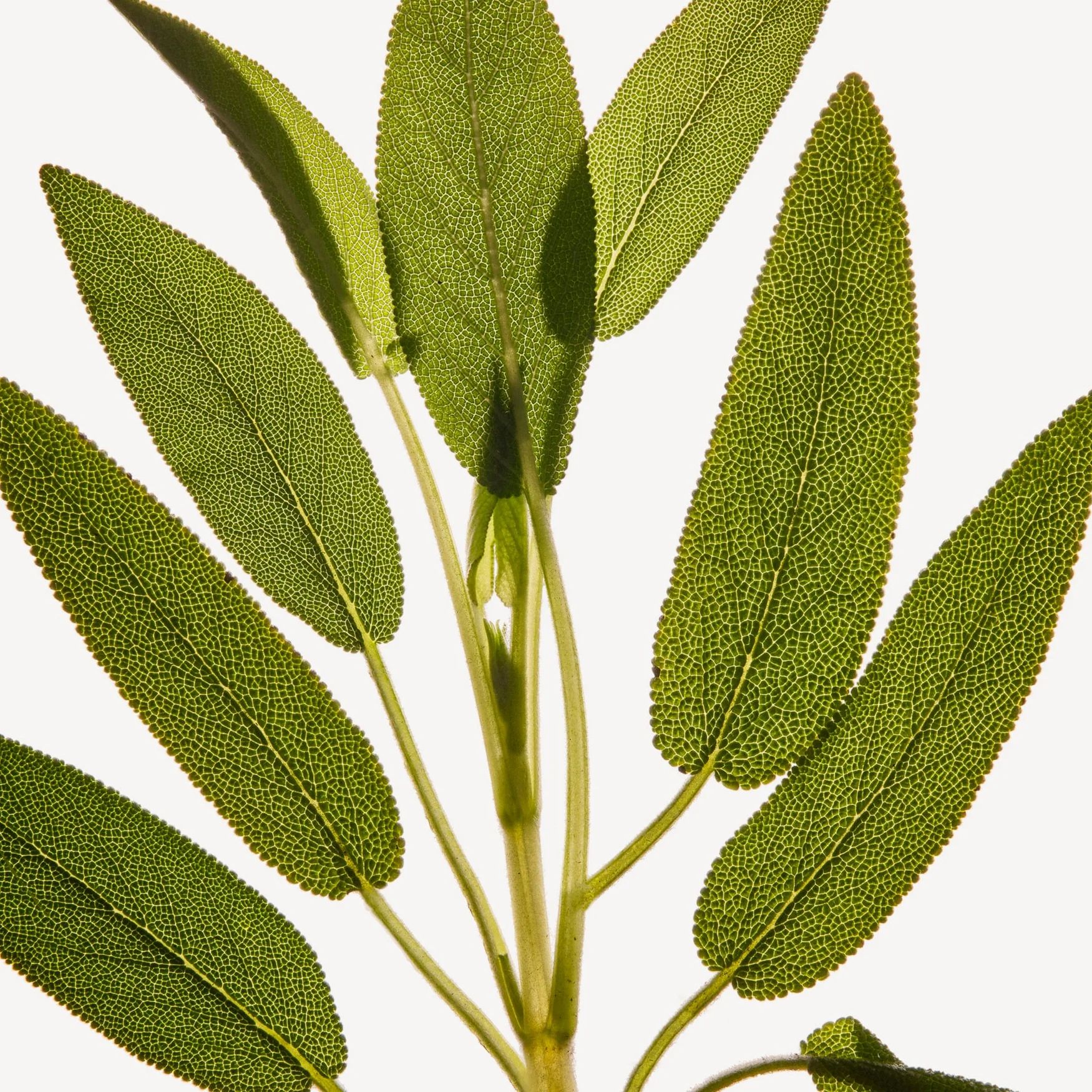 Clary Sage