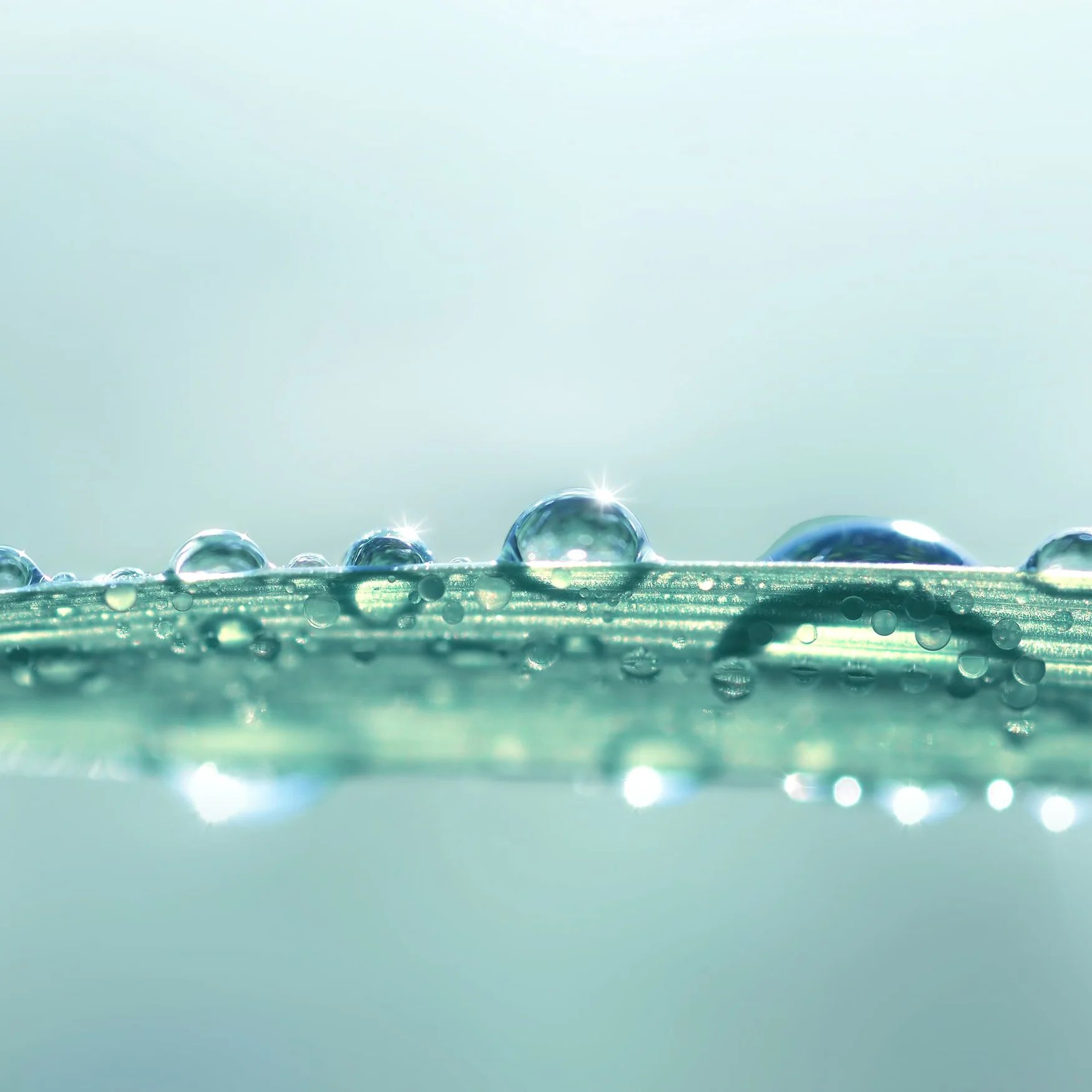 Dew Drop