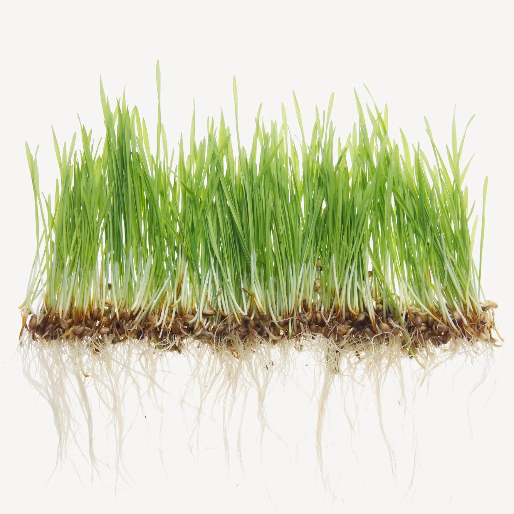 Fresh Cut Grass