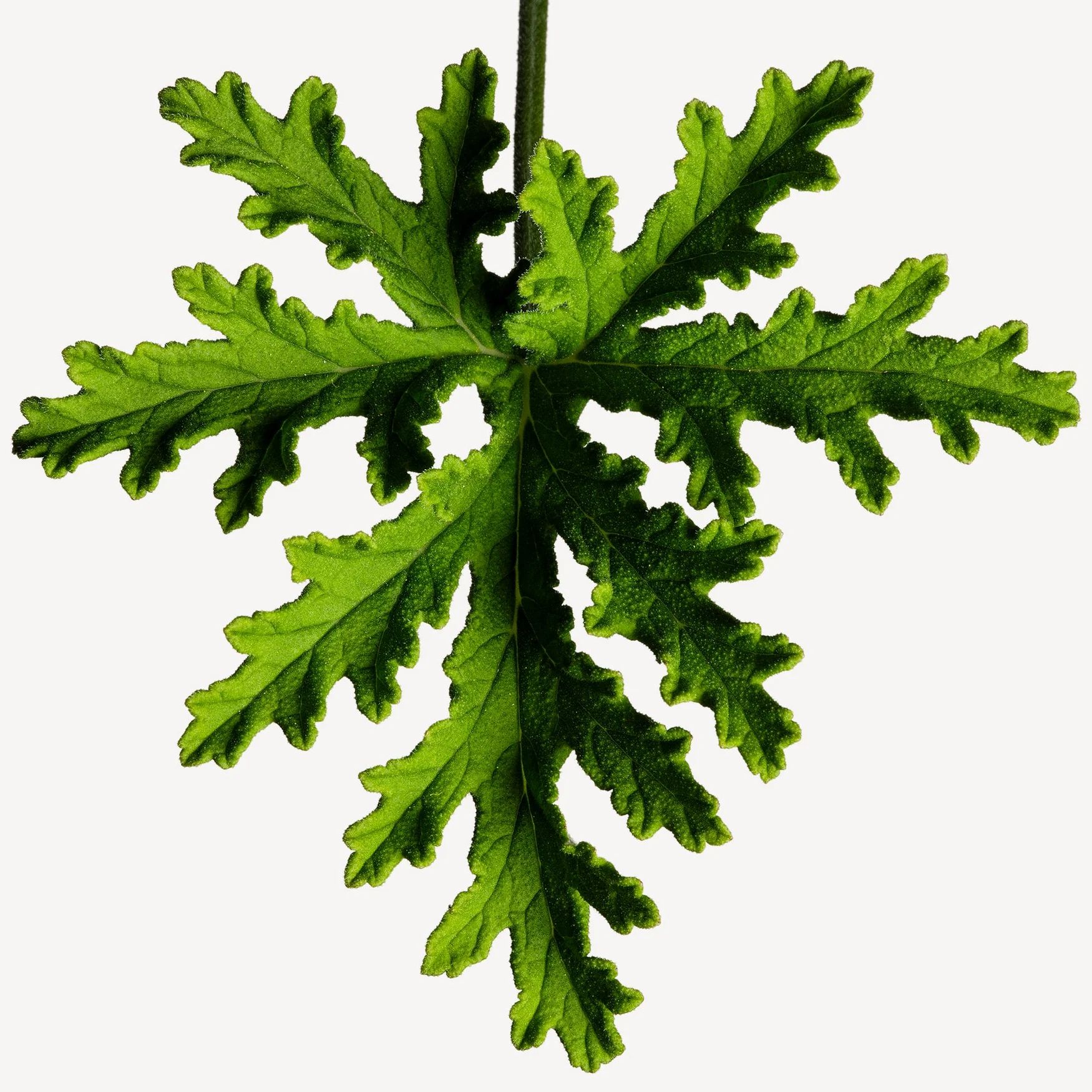 Geranium (Egypt)