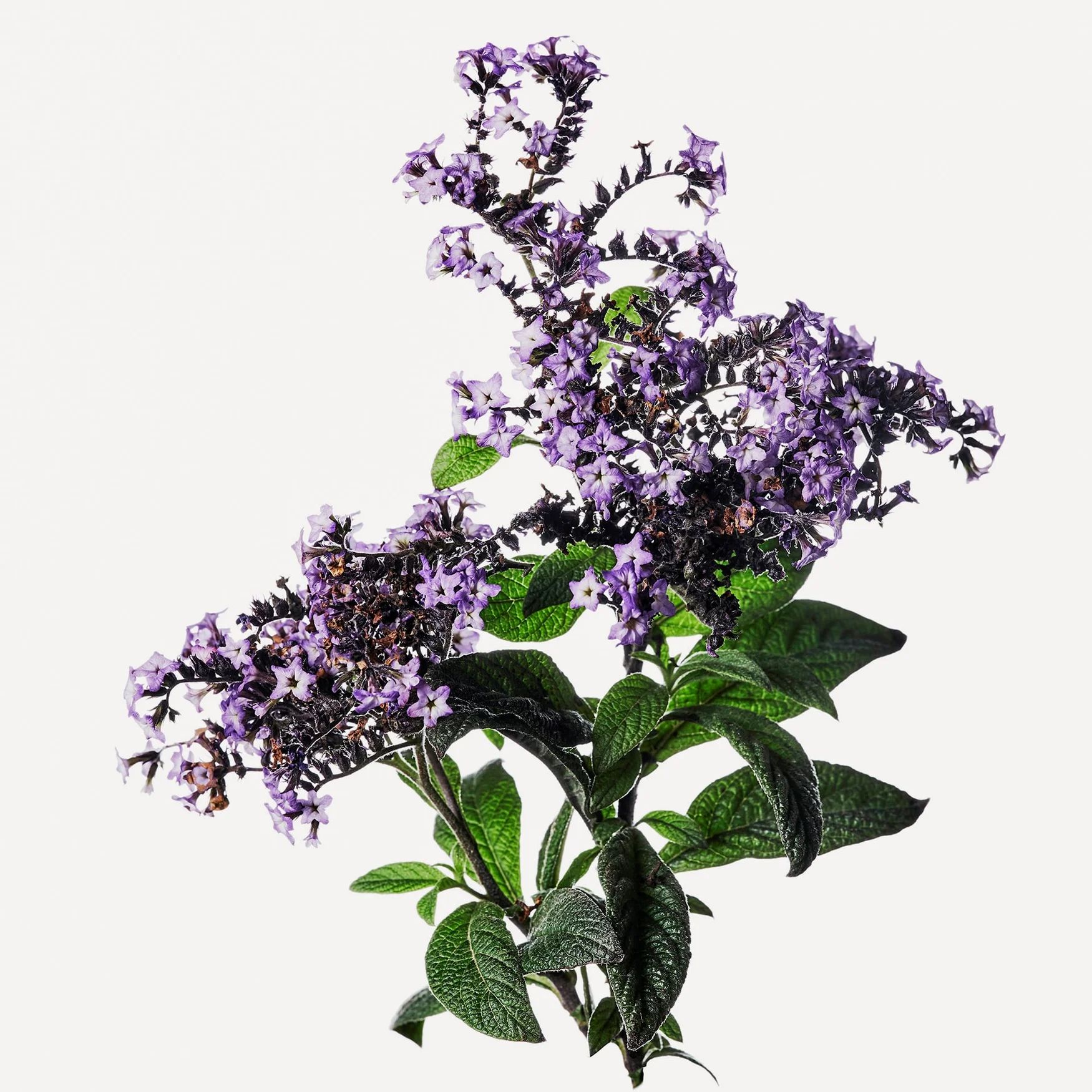 Heliotropine (Heliotrope)