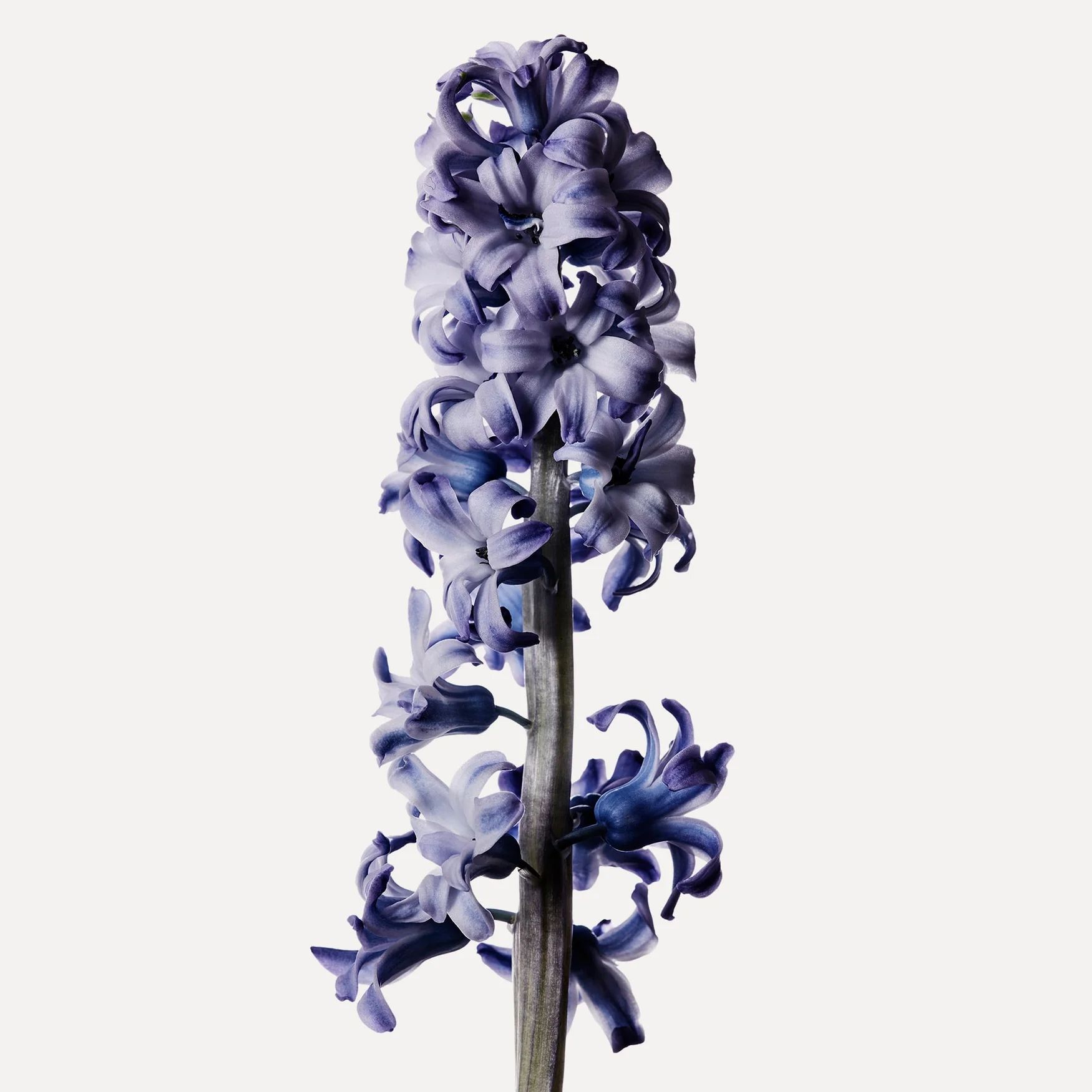 Hyacinth