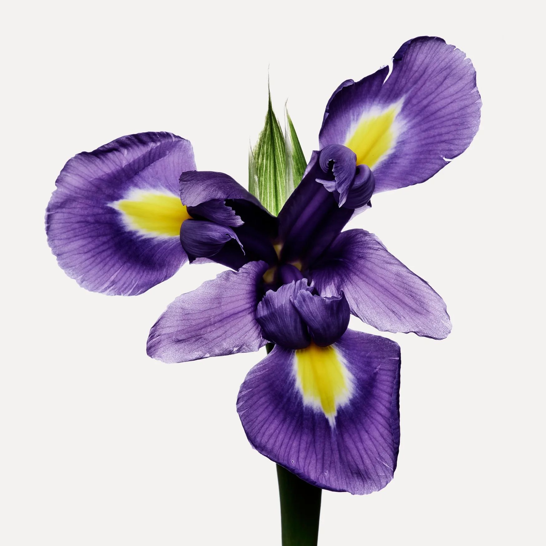 Iris (China)