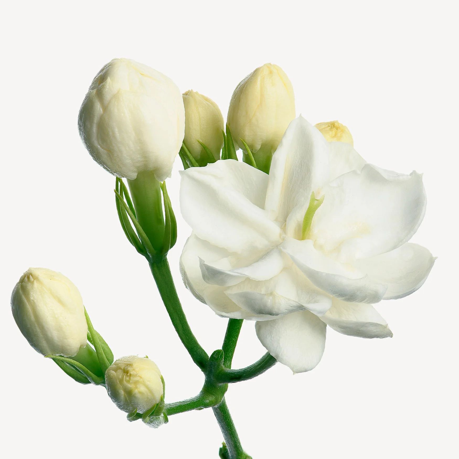 Jasmine (Arabia)