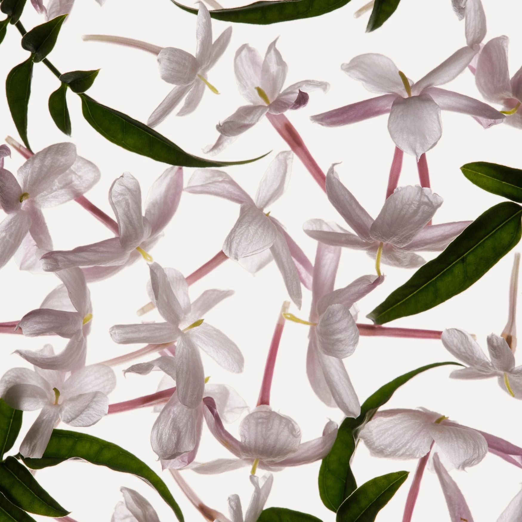 Jasmine (Grasse)
