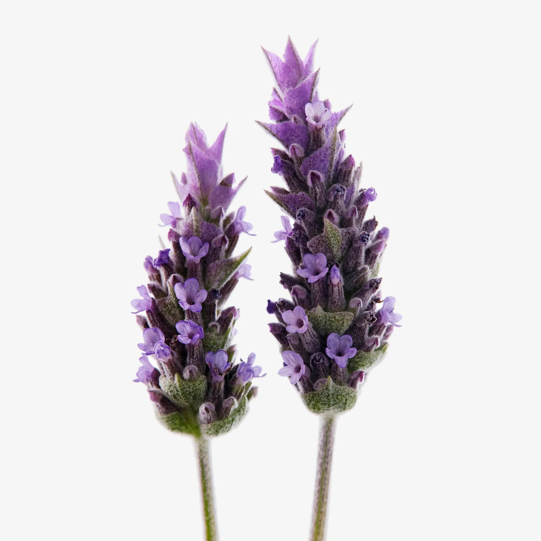 Lavender (Provence)