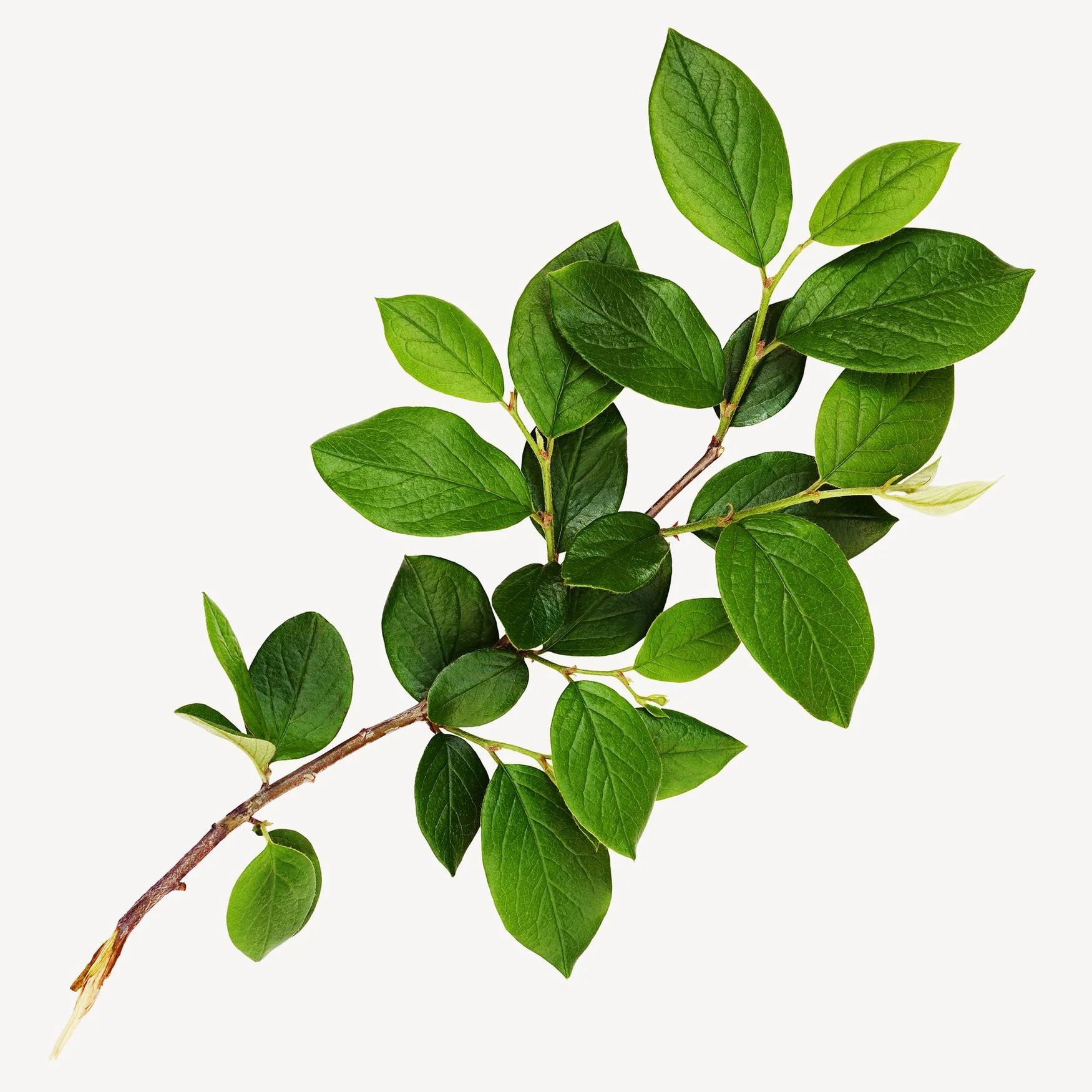 Leaves