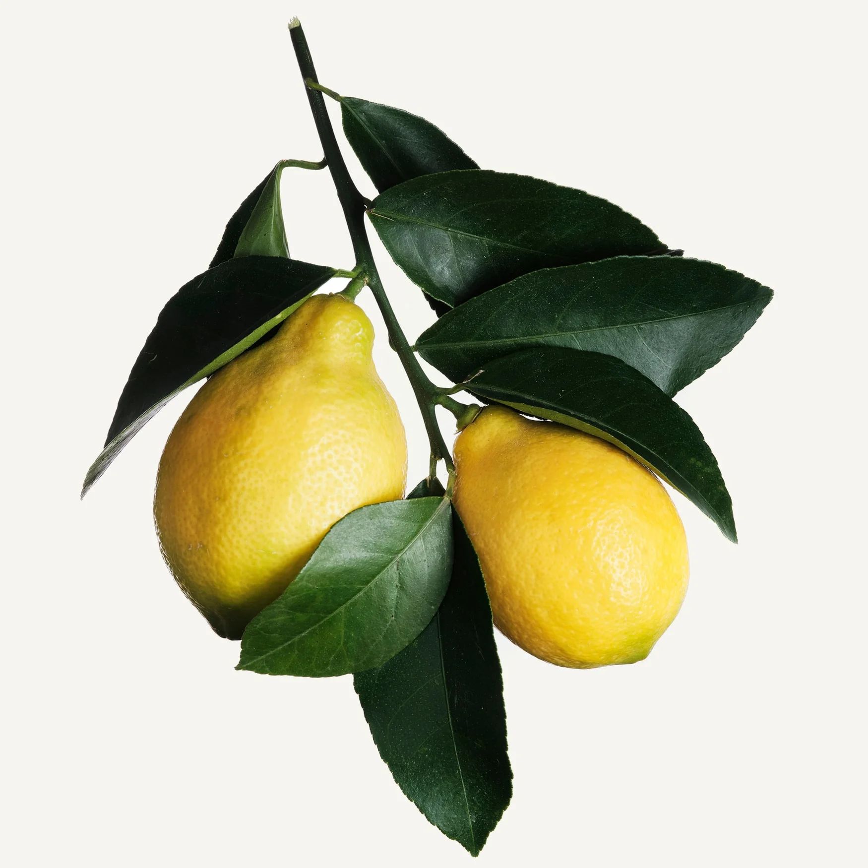 Lemon (Italia)