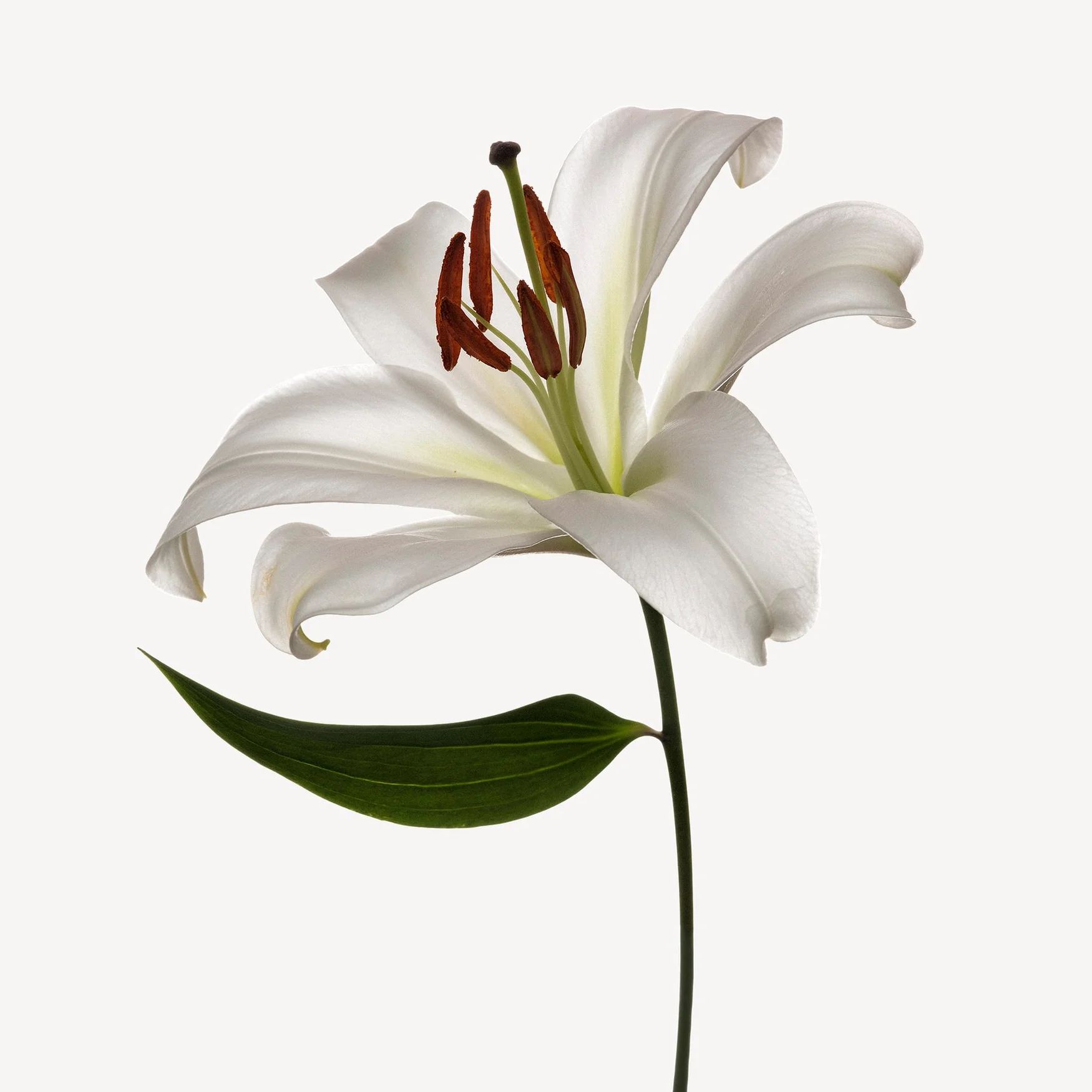 Lily
