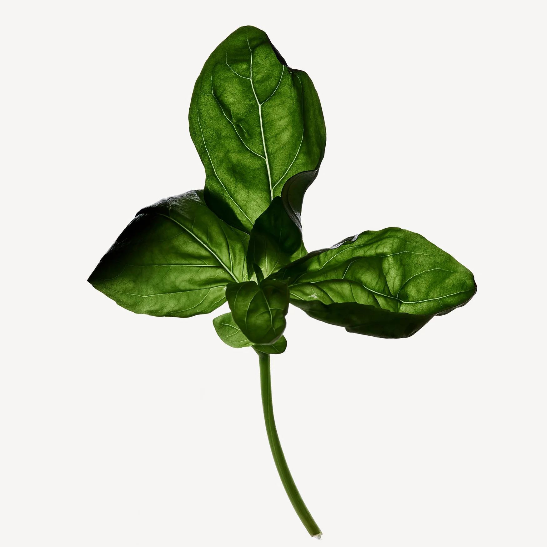 Marjoram