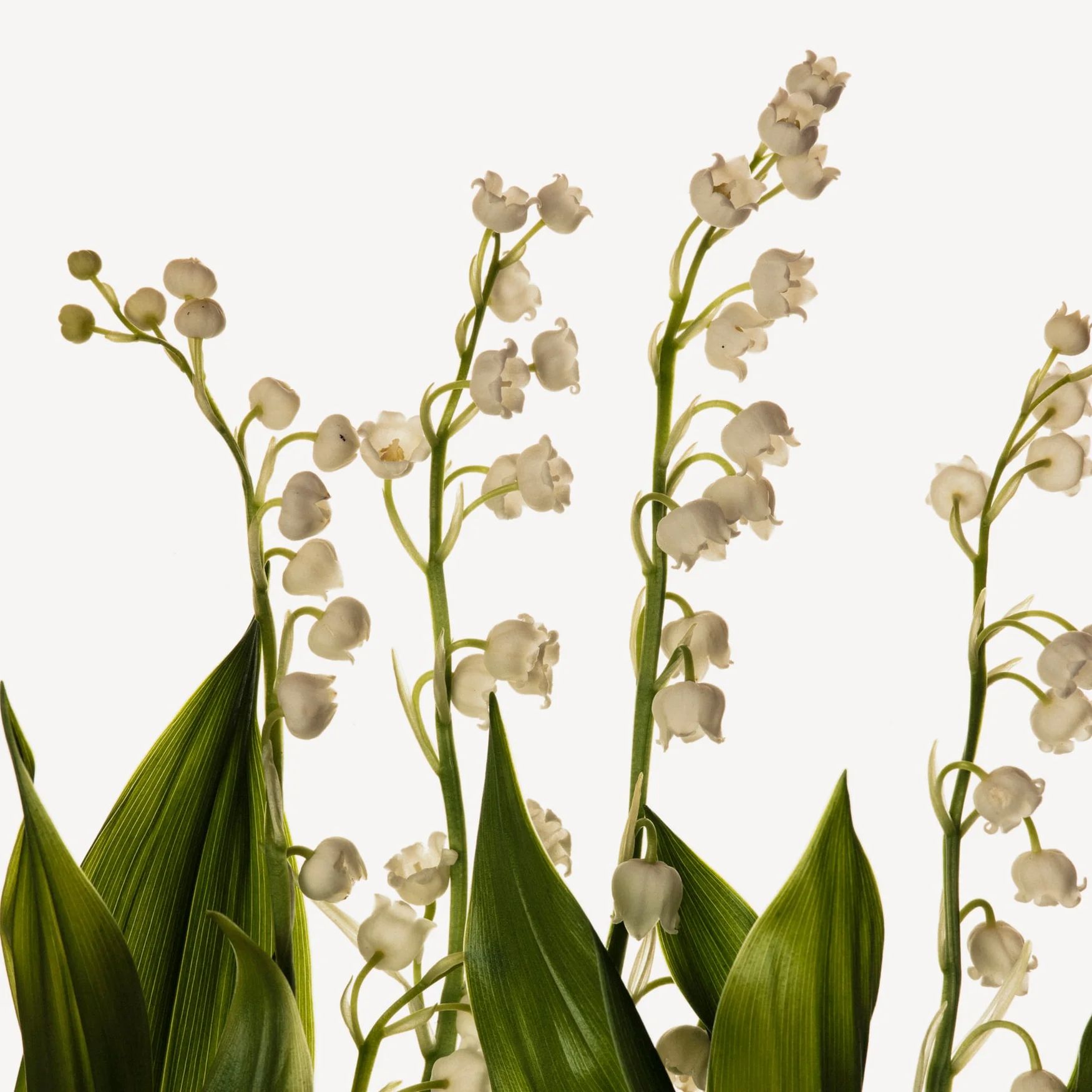Mugane (Lily Of The Valley)
