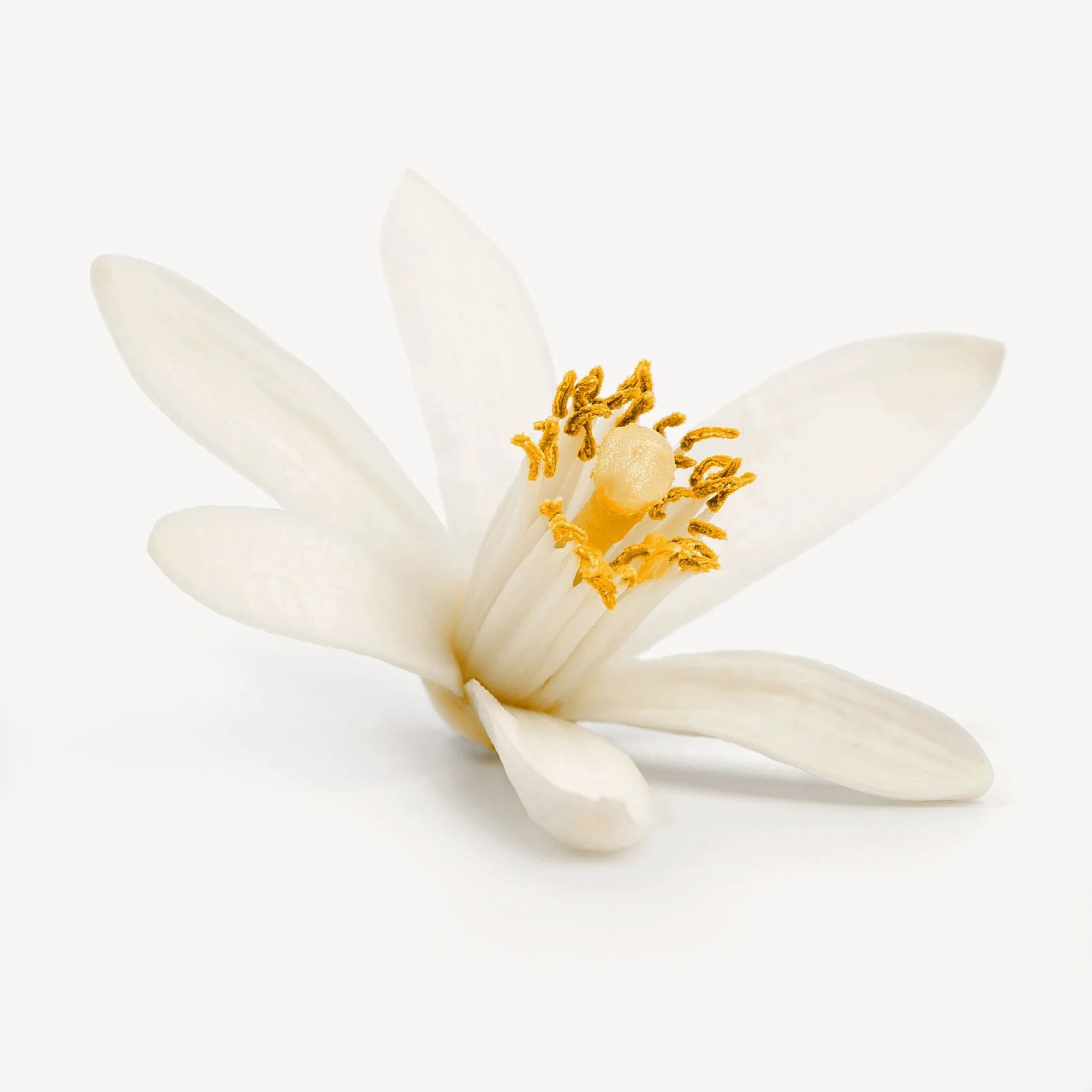 Neroli (Moroccan)