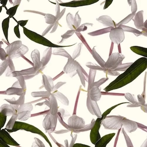 Night Blooming Jasmine