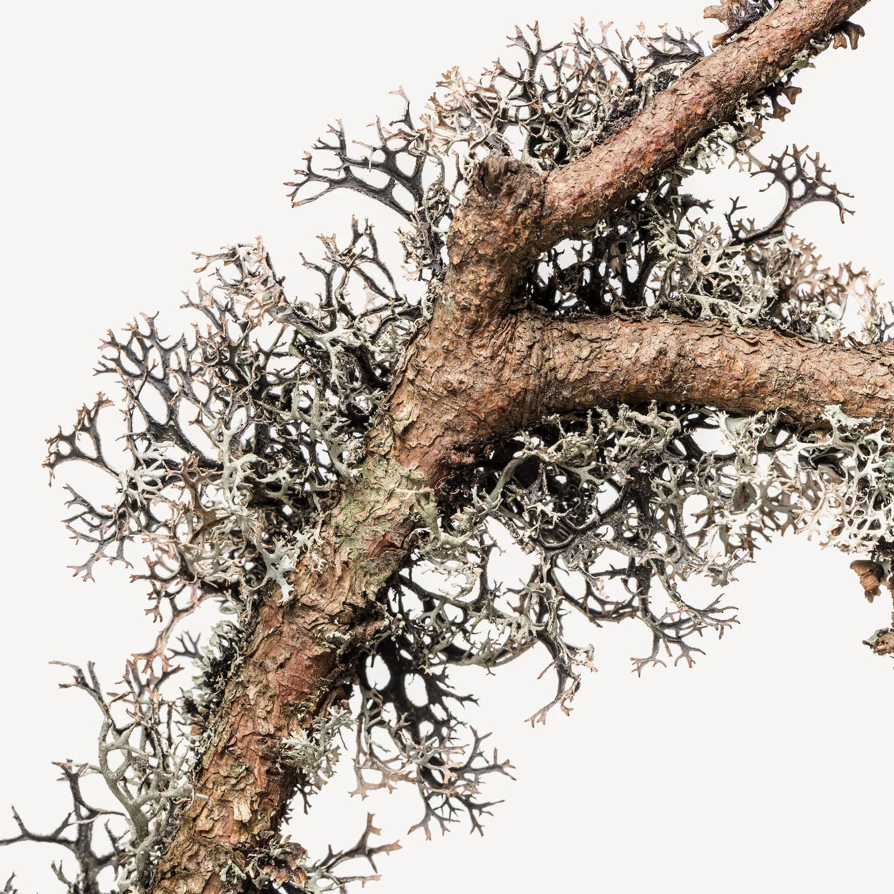 Oakmoss