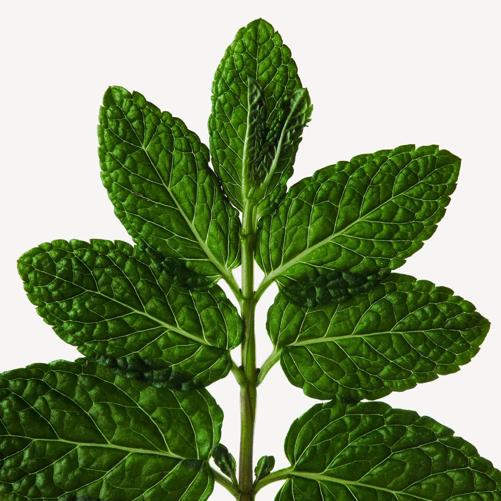 Peppermint