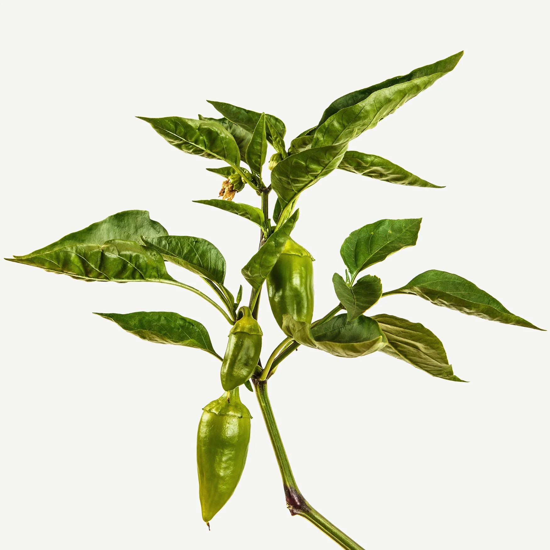 Pimento Leaves