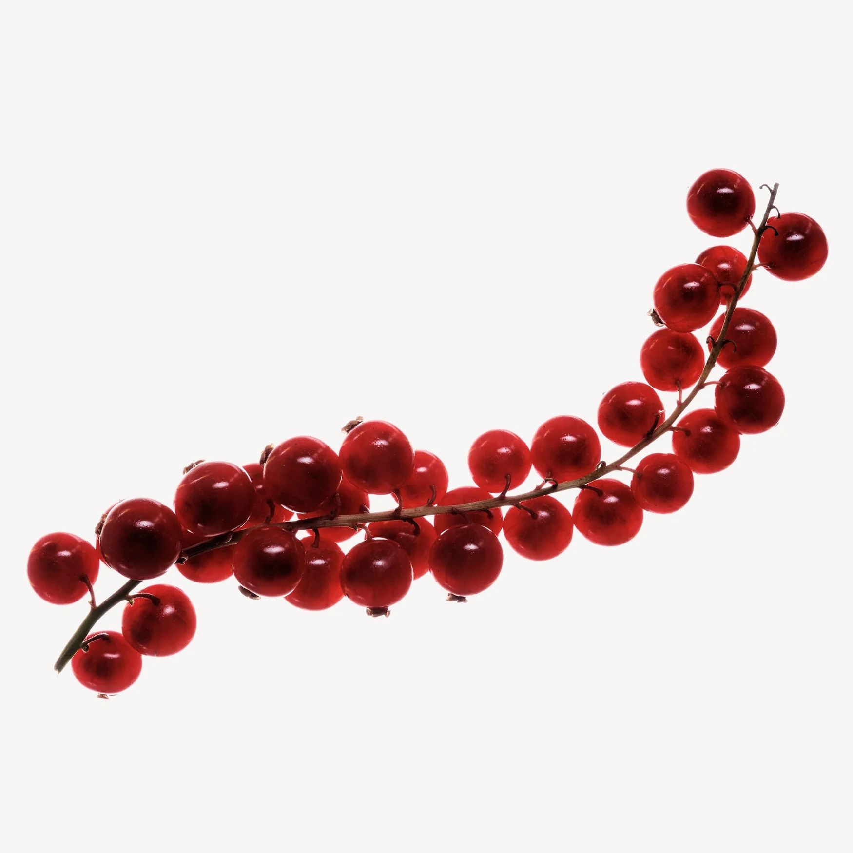 Redcurrant