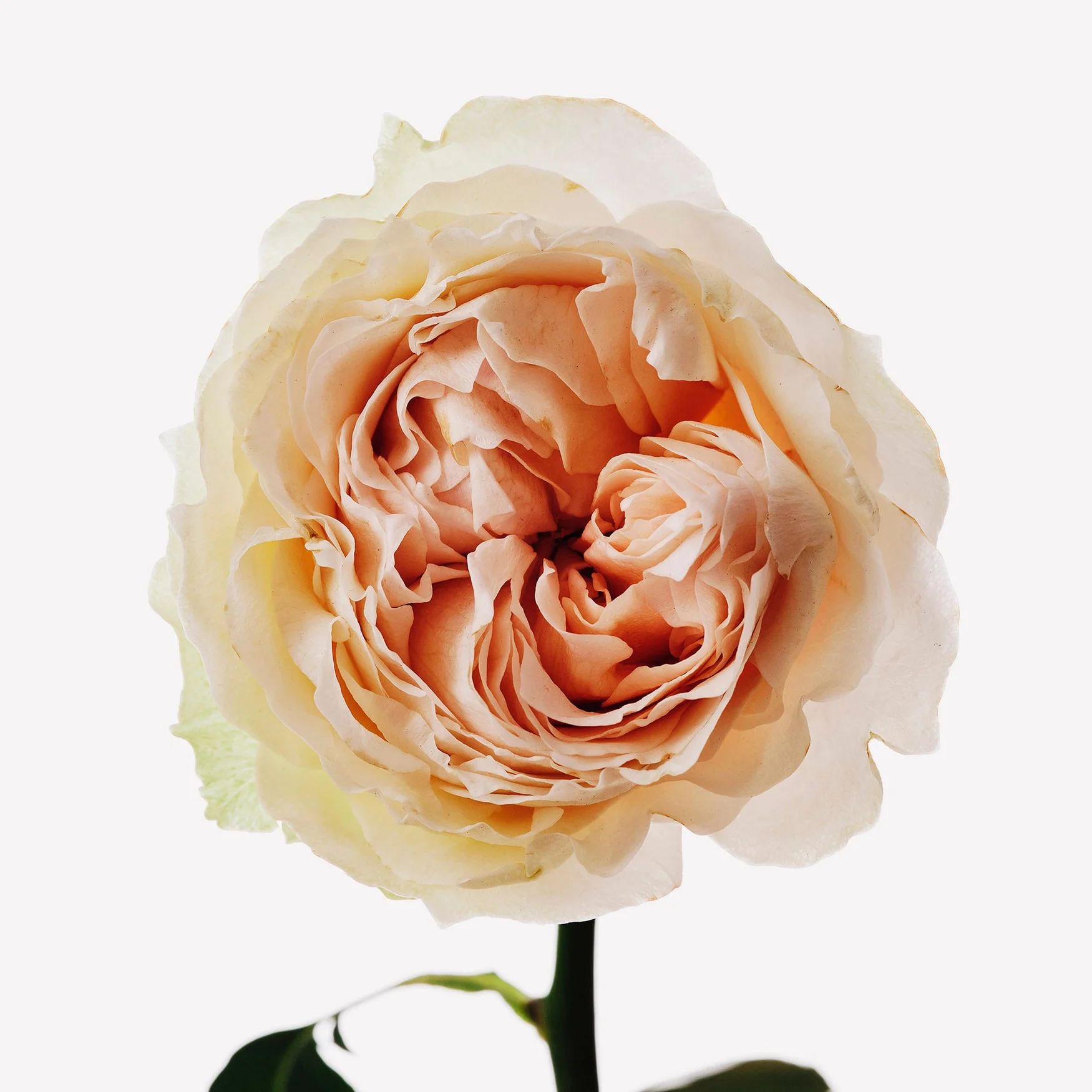 Rose Centifolia