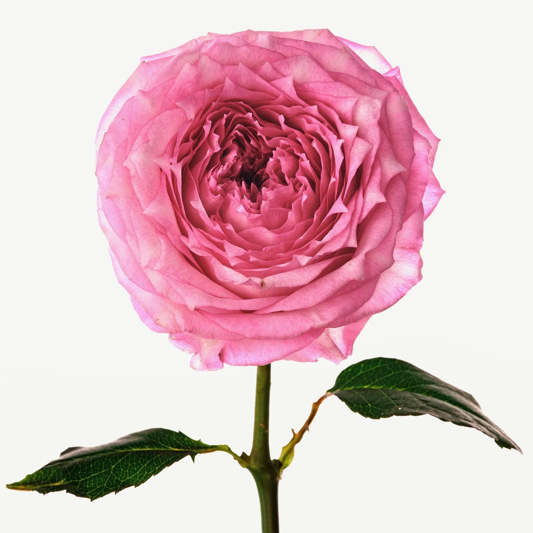 Rose Damascena