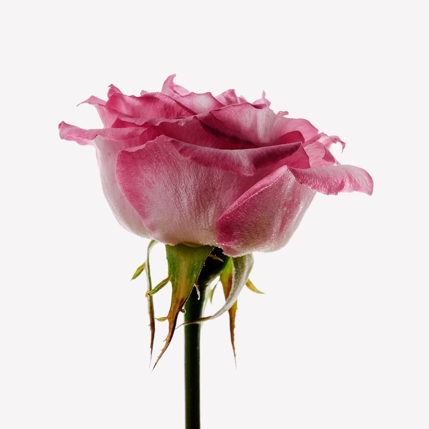 Rose (Taif)