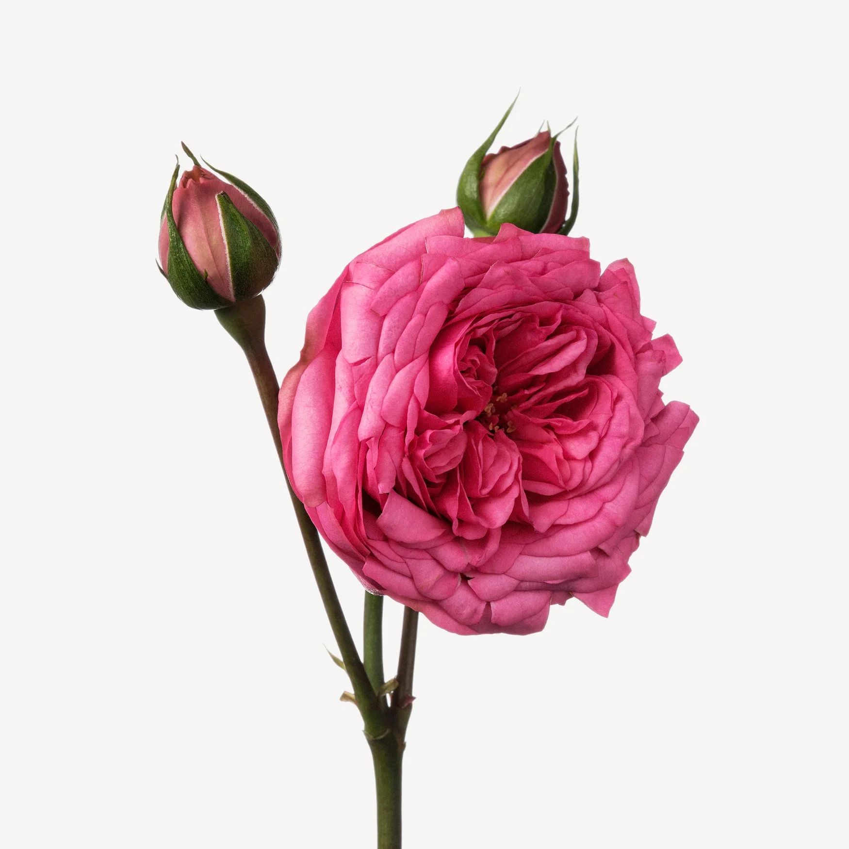 Rose (Turkey)
