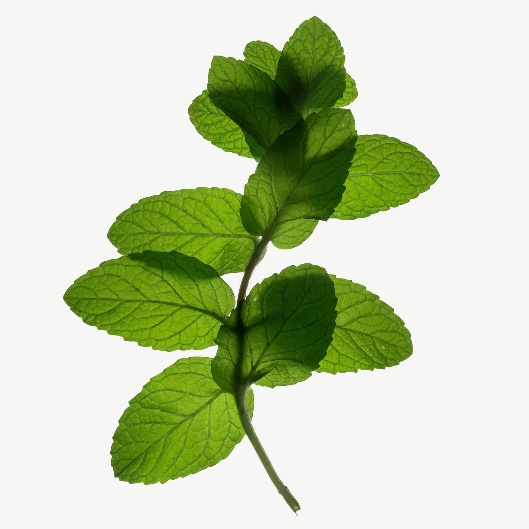 Spearmint