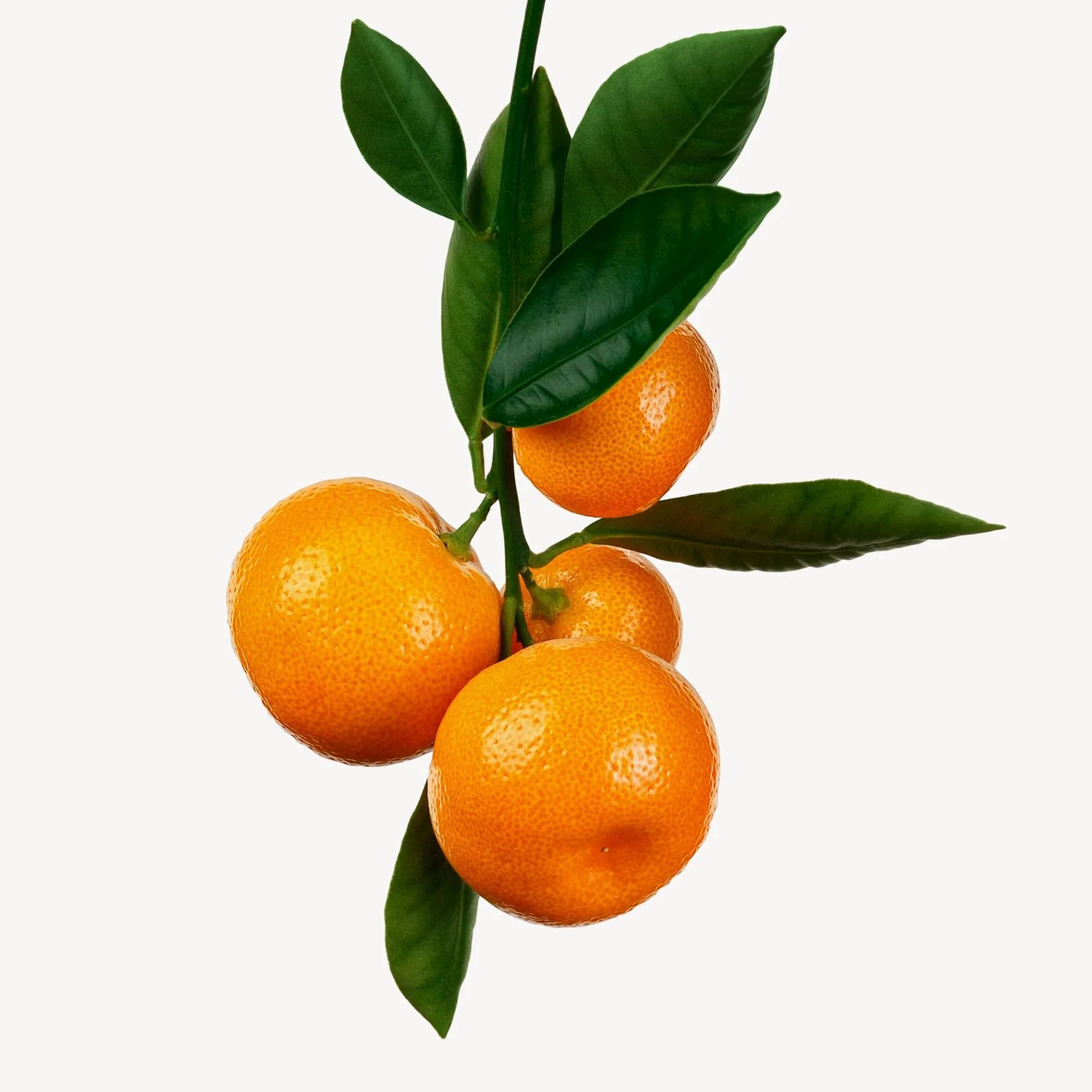 Tangerine