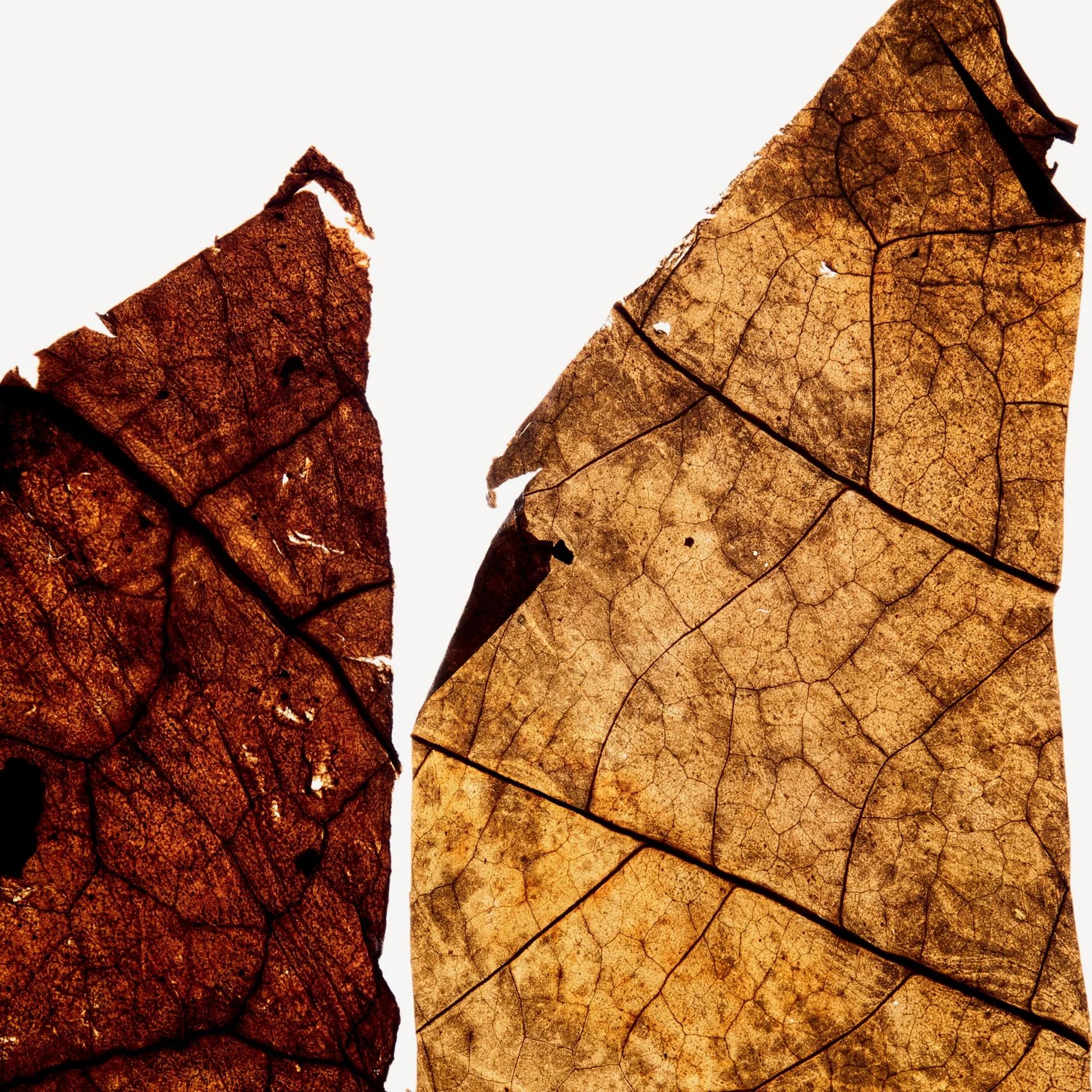 Tobacco Leaf