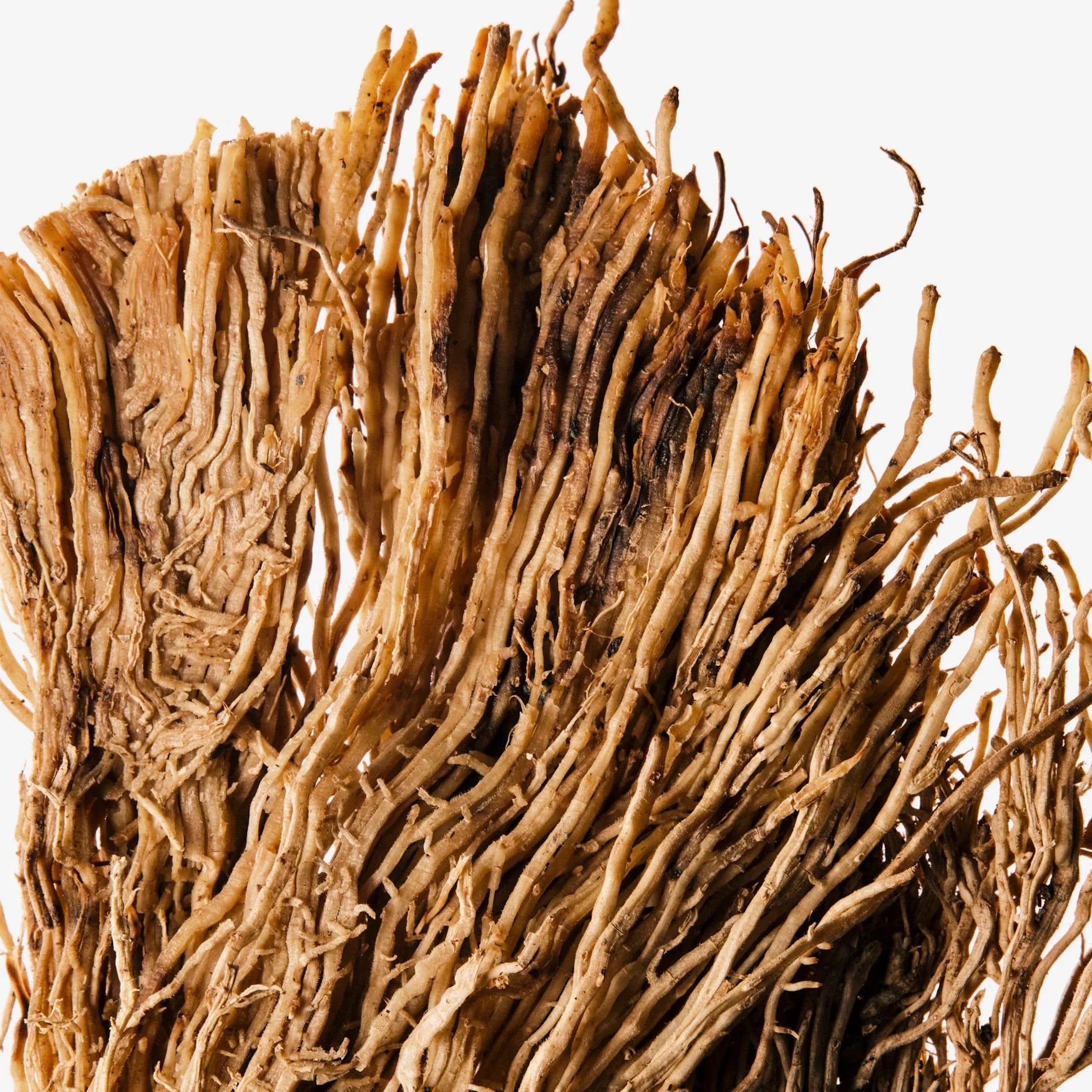 Vetiver (Java)