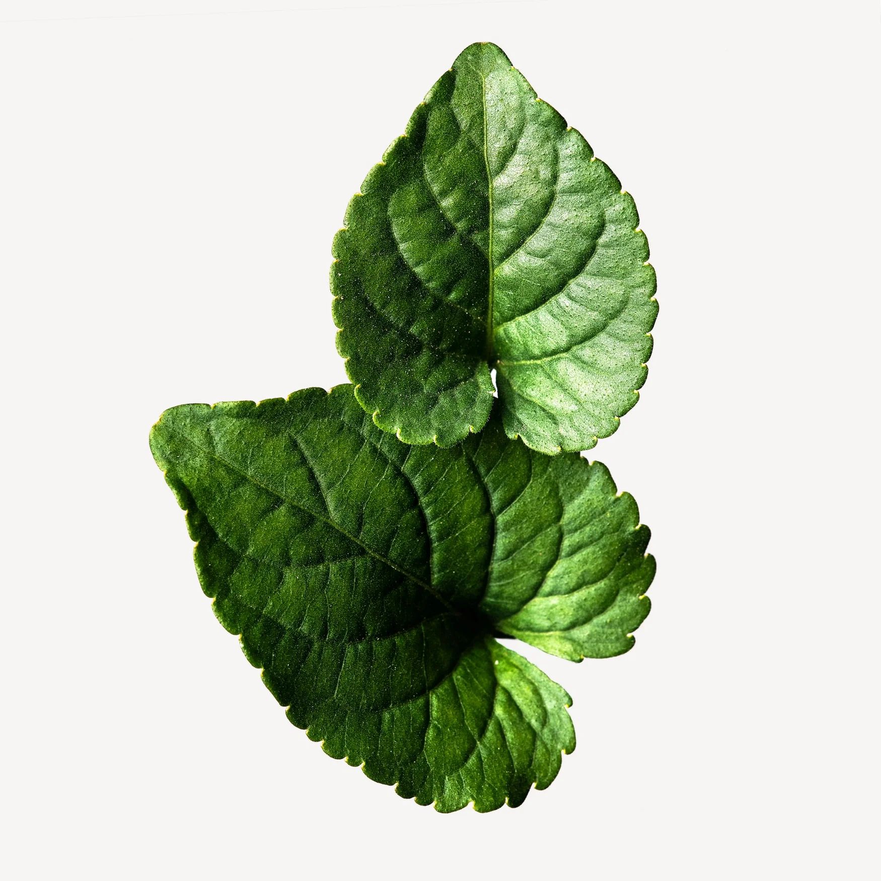 Violet Leaves