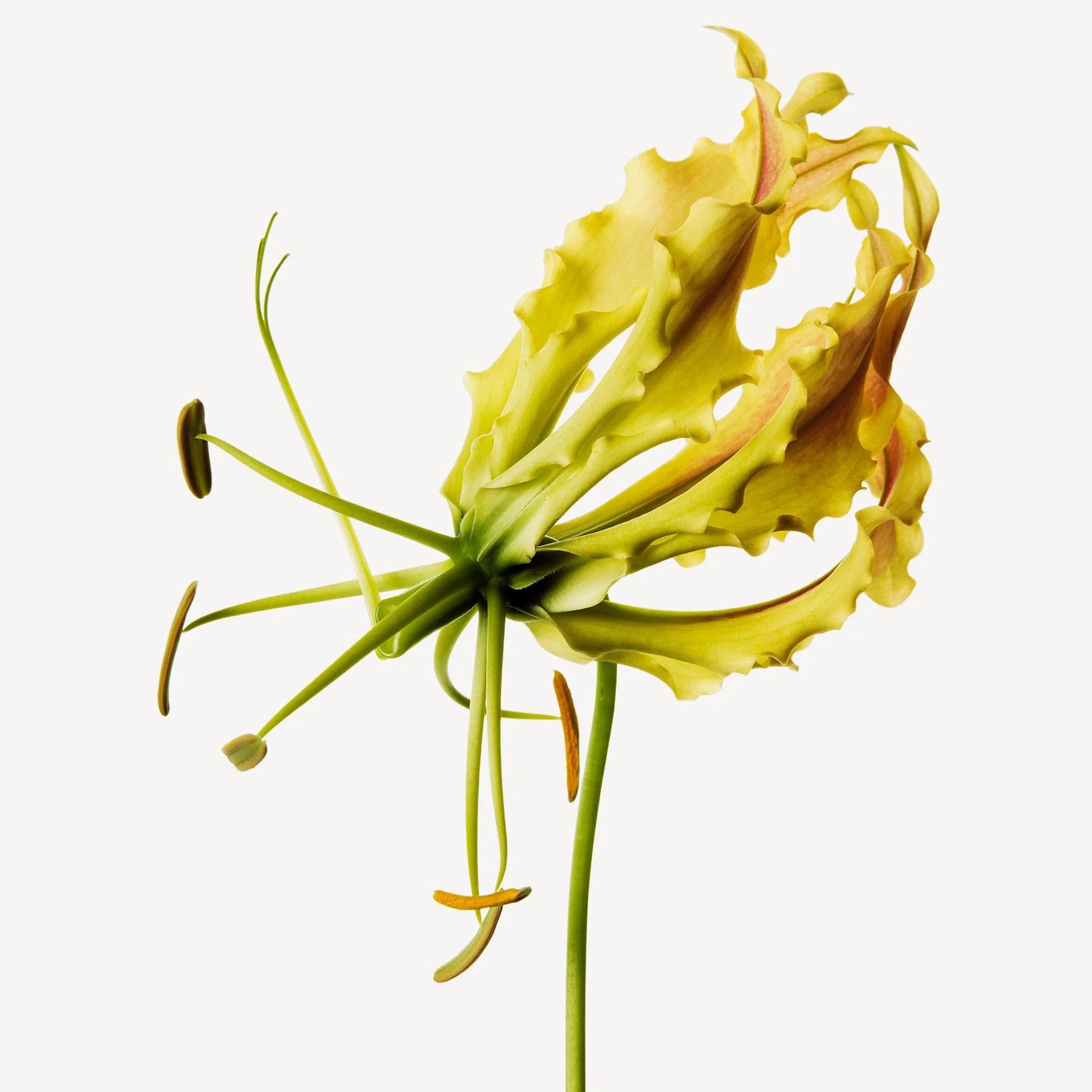 Ylang-Ylang